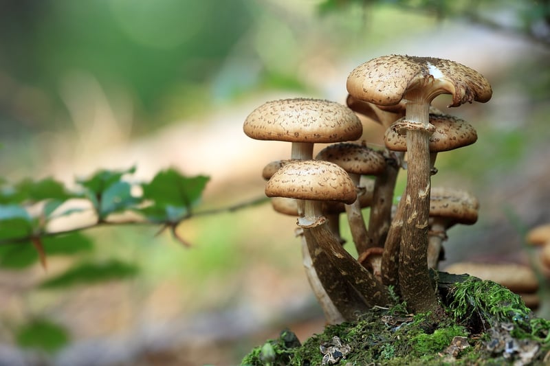 Fresh mushrooms